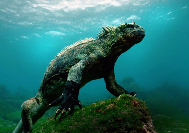 Islas Galapagos y Quito - Vacaciones de Invierno - Lomas Turismo